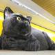 Illustration for article titled Freaky Giant Cat Also Has A Big Heart